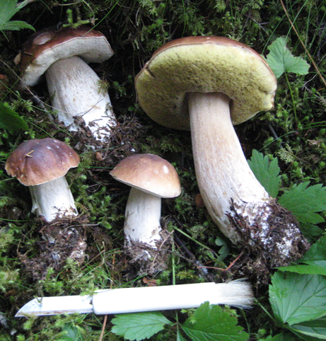Íslenska landnámshænan