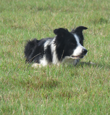 Border Collie couché - Wikimedia Commons Licence by Aliénor Wayne