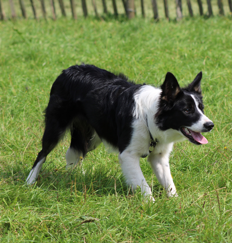 Border Collie male herding - Wikimedia Commons Licence by Mom0-goodeboi